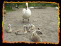 Schwanenfamily am Wannseeufer  (click to make big)